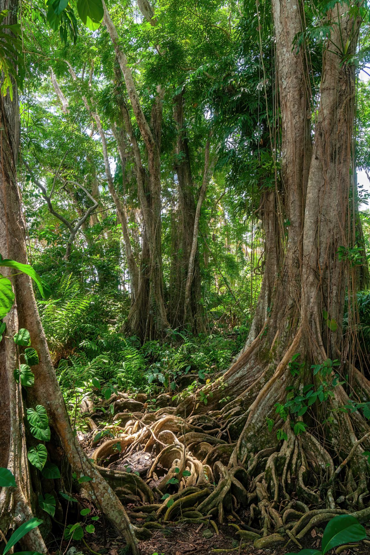 Nationalpark Cahuita